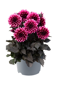 Afbeelding van Ej Dahlia Velvet